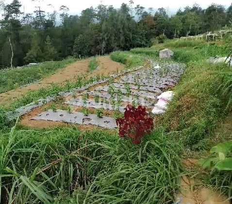 Land Ready to Build in Getasn Kopeng Salatiga 1