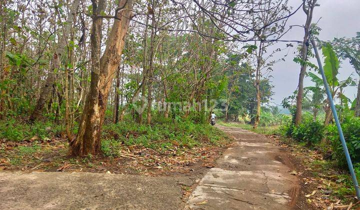 Tanah kebun jati hanya 2km dari jalan Tol Salatiga 1