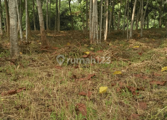 Tanah Kebun Cariu 5 Ha bisa Beli Sesuai Kebutuhan  1