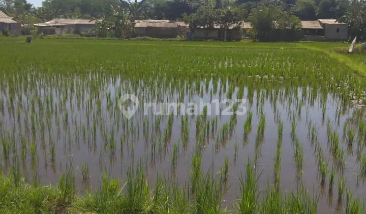 Tanah di Jl raya Prodo 5530 SHM