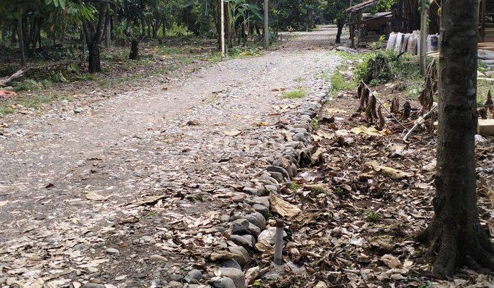 Tanah Kavling Konsep Rumah Kebun Sawo,Siap Panen,Sejuk Nyaman  1