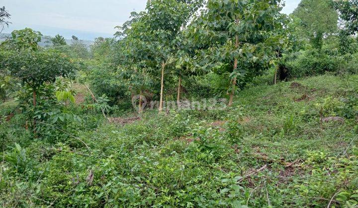 Jual Tanah Kebun View Pegunungan Listrik Sdah Trsedia Strategis 2