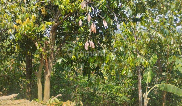 Tanah Kavling Konsep Villa Termurah Di Bogor Di Jalur Transyogi  2