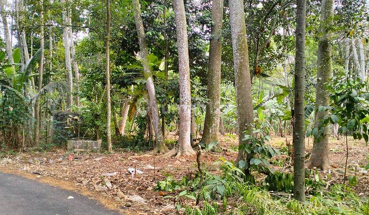 Tanah Kavling Konsep Rumah Kebun Sawo,Siap Panen,Sejuk Nyaman  2