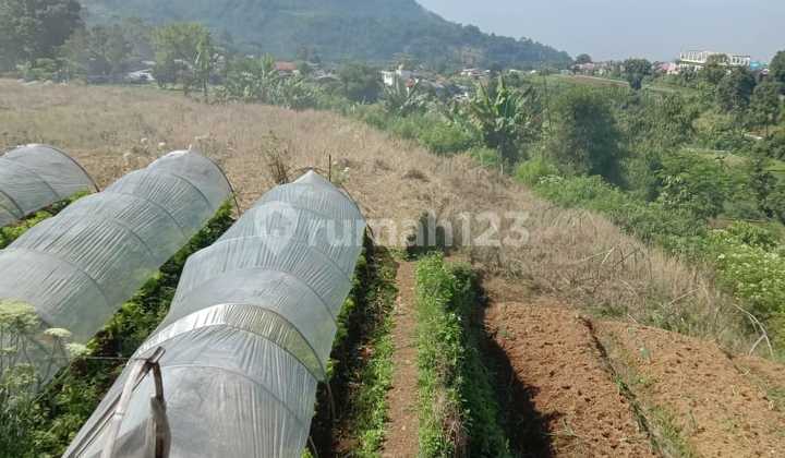 Dijual Tanah 20 Hektar di Cipanas Cianjur Dijual Tanah 20 Hektar di Cipanas Cianjur
