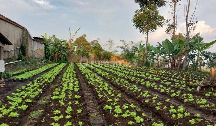 Tanah Di Cigugur Bandung Barat, Cocok Untuk Berkebun Atau Bikin Rumah Villa 2