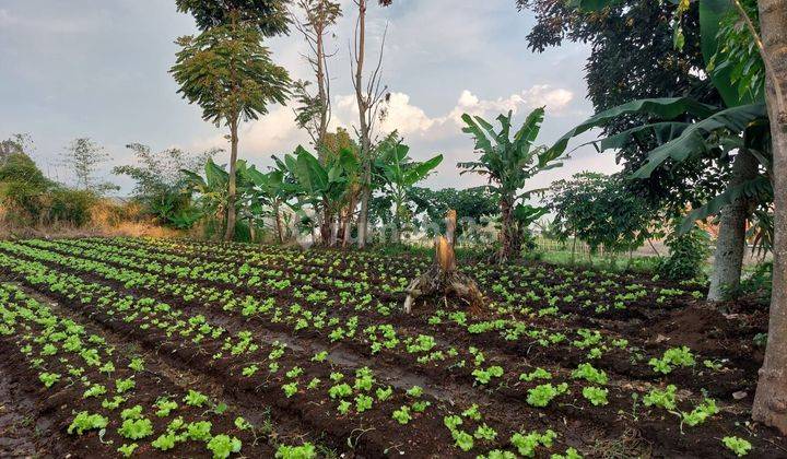 Tanah Di Cigugur Bandung Barat, Cocok Untuk Berkebun Atau Bikin Rumah Villa 1