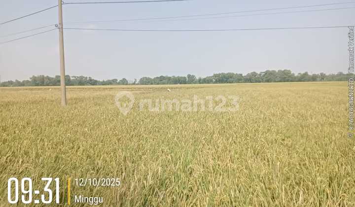 Rice Fields in Karawang Harvest Three Times a Year
