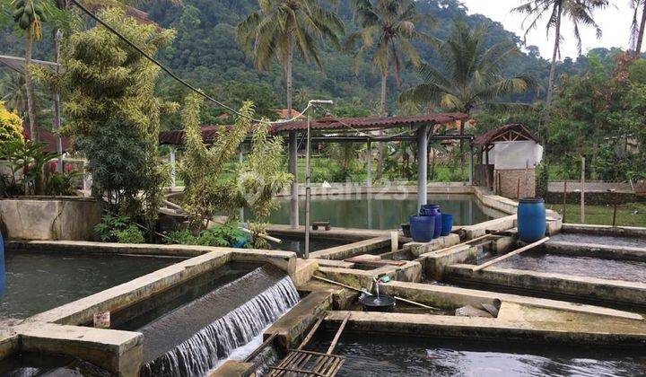 Jual Kolam Ikan Ada Villa Nya Di Cijambe Subang 2