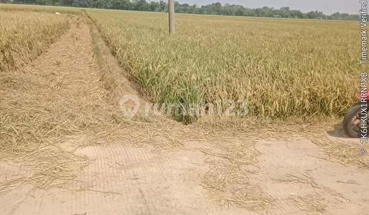 Rice Fields in Karawang Harvest Three Times a Year