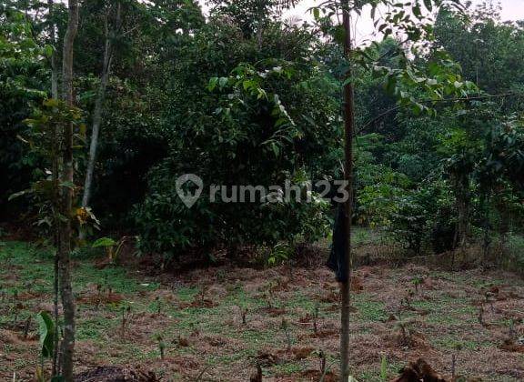 Tanah di Kp Krajan Sukadami Wanayasa Purwakarta 2