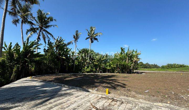 Tanah Kavling Siang Bangun Dengan View Sawah Yang Cantik Tabanan 2