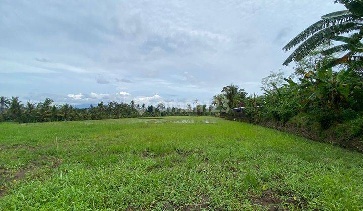 Tanah Kavling Dengan View Sawah Yang Asri Di Tabanan  1