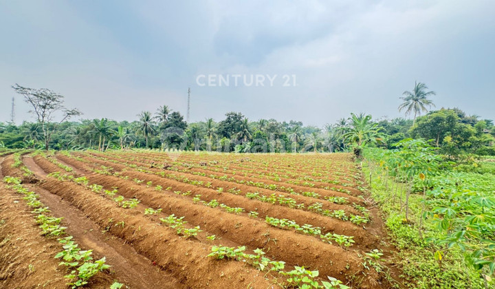 Extensive Strategic Land in Kp. Kondang Bojong Jengkol, Ciampea, Bogor