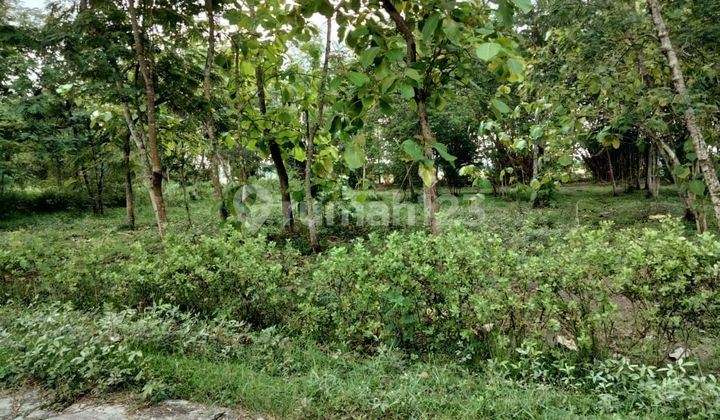 Tanah Murah di Dusun Bendungan, Sumberejo, Madiun 1