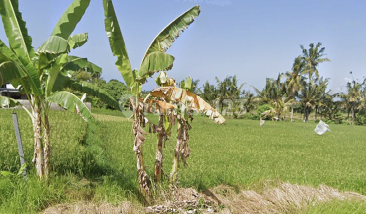 Tanah Kavling Siap Bangun di Pering Blahbatuh Gianyar Tanah Kavling Siap Bangun di Pering Blahbatuh Gianyar