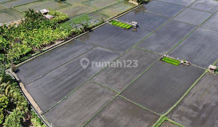 Exclusive Land Plot Economical Price Rice Field View, West Denpasar 2