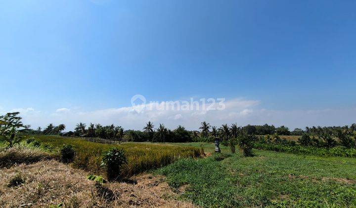 Exclusive Land Plot Economical Price Rice Field View in Tabanan 2