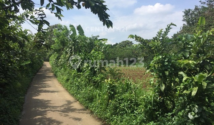 Dijual Tanah Kebun dengan Pohon Nya Daerah Sawangan Depok