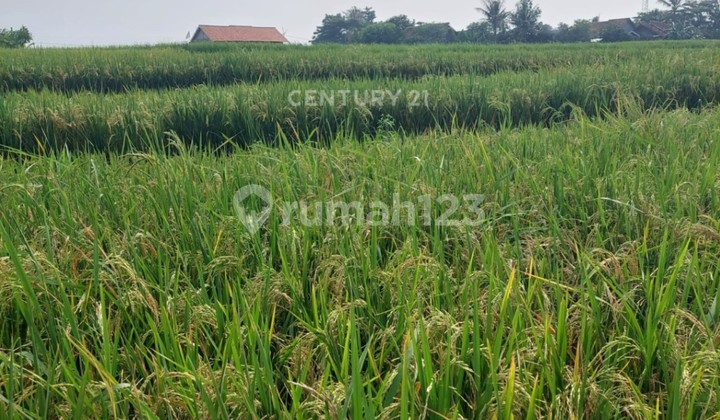 Dijual Tanah Sawah Di KpGebangDsBendaKecSukamulyaTangerang Dijual Tanah Sawah Di KpGebangDsBendaKecSukamulyaTangerang