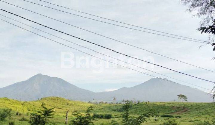 Tanah kebun dengan view pegunungan dan selat Bali, strategis, sangat prospek untuk usaha agrowisata, glamping, villa dan resort di kota Banyuwangi, Jawa Timur 2