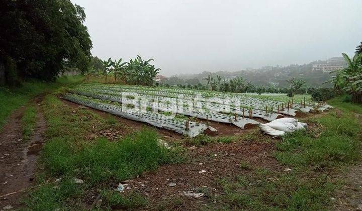 Tanah Kavling / kebun di kawasan Kopo Citeko Cisarua Bogor 1