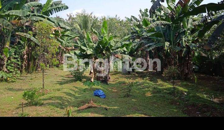 Rumah bonus tanah kebun luas. Dengan empang( kolam ikan).Lokasi di pinggir jalan Raya Ranca bungur Bogor. 2