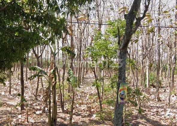 For Sale Tanah Pohon Jati Luas di Wilis Nganjuk Aa 30