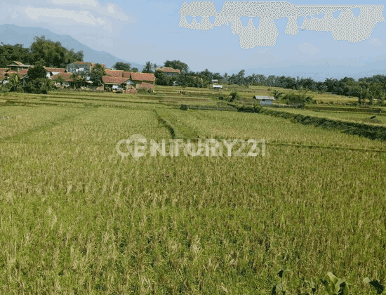 Tanah Sawah 5600meter Cibeunying Majalaya 1