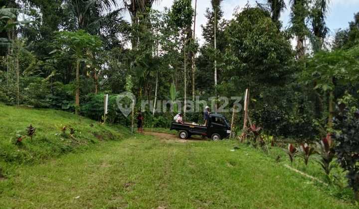 Dijual Kavling 5 Are Di Penebel, Bonus Durian Musang King