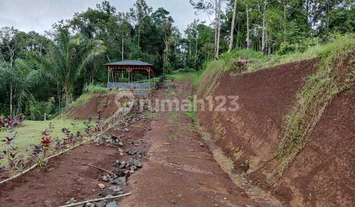Investasi Kavling Ekslusif 5 Are, Bonus Durian Musang King Dan Alpukat Hass