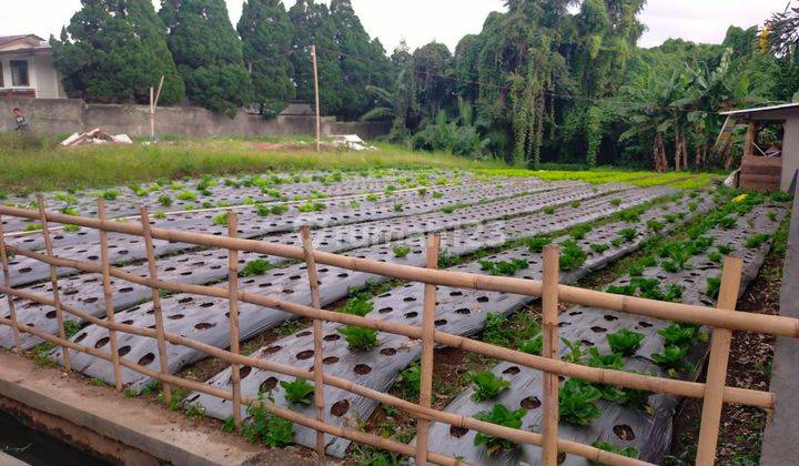 Tanah Matang Di Setiabudi Dekat Rumah Guguk, Lembang Kota Bandung 1