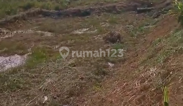 Selling Plot Land in Banyu Wangi Cigudeg Bogor