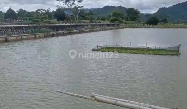 Dijual Tanah Sawah Dan Kolam Luas Di Sukaraja Selawangi Sukabumi 1