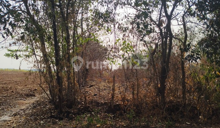 Tanah Harga Murah Di Pasir Kembang Kec. Maja Tanah Harga Murah Di Pasir Kembang Kec. Maja