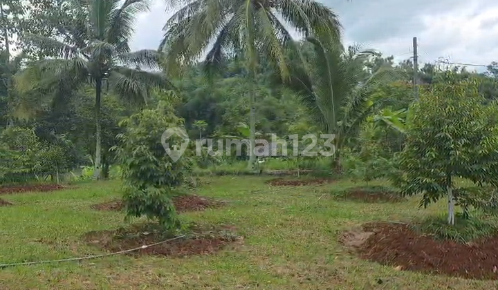 Kebun Durian Luas 4.100 M2 Cipatat Kabupaten Bandung Kebun Durian Luas 4.100 M2 Cipatat Kabupaten Bandung