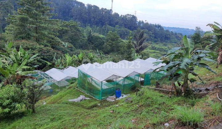 Tanah di Sirimpak, Bogor 1