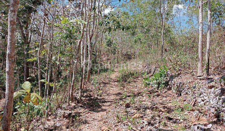 Tanah di Jual murah,Jual tanah murah di Wonosari Gunung kidul 2