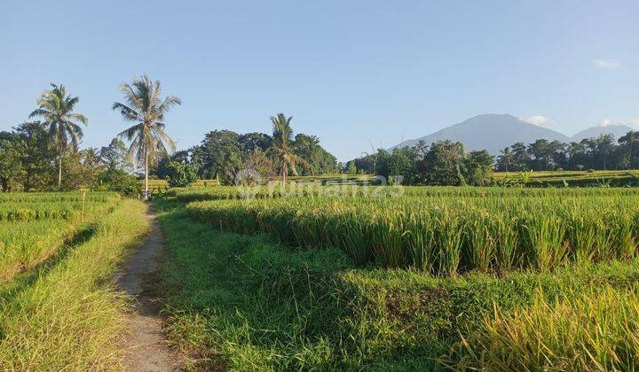 Dijual Tanah Asri Sejuk View Sawah Dan Gunung di Tabanan 2