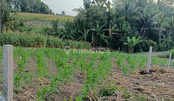 Dijual Tanah Murah Untuk Hunian View Sawah di Selemadeg 1