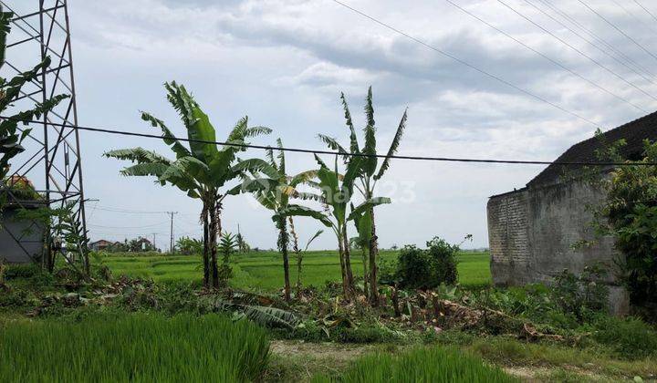 Dijual Cepat Tanah Kaba Kaba Dekat Canggu 1