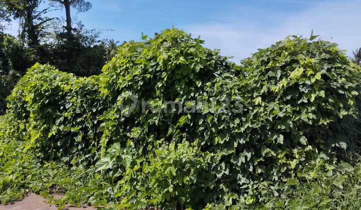 Dijual Tanah Kavling area strategis di Keramas, Ida Bagus Mantra Bali