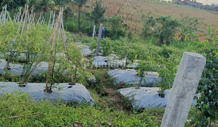 Dijual Tanah Murah Untuk Hunian View Sawah di Selemadeg 2