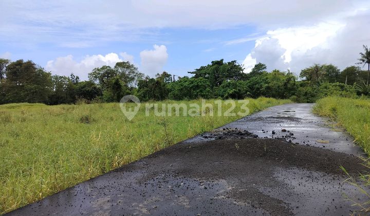 Tanah di Sewakan Lokasi di Kedunggu 300 M2.harga 20 Jt/ Are / Thn