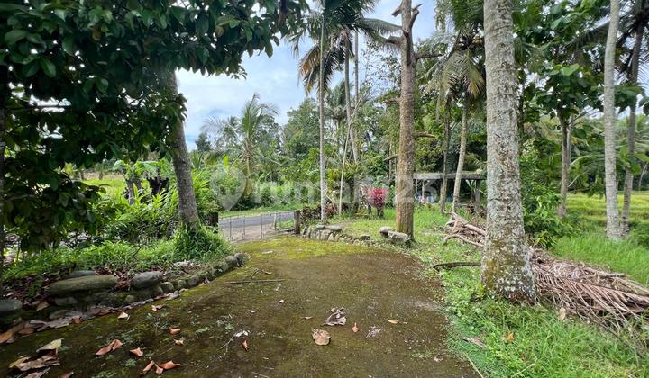 Jual Tanah Murah Pinggir Jln Aspal 1250M2 Harga100 Jt/ Are