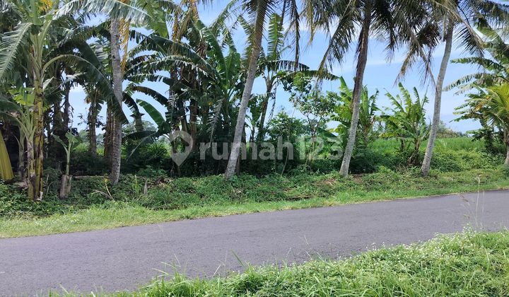 Jual Tanah 1 Ha Hrga 70 Jt /are Kelcung 2