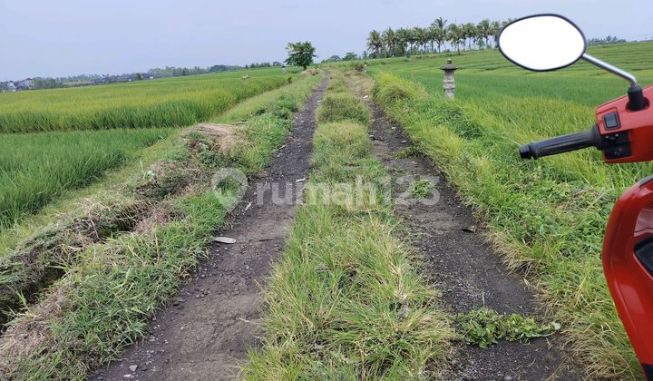 Jual Sawah Aktip 54 Are Harga 48 Jt/ Are Lokasi Desa Bantas Seltim di Tegalmengkeb