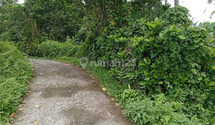 Jual Tanah 1,80 Ha Harga 17 Jt / Are Penebel 2