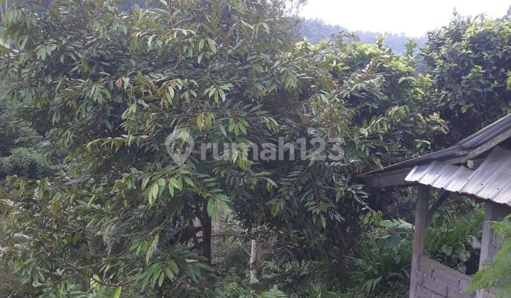 Jual Kebun Pinggir Jln Aapal 1,5 Hektar Hrg 23 Jt/ Are Petang Badung Tanah di Petang
