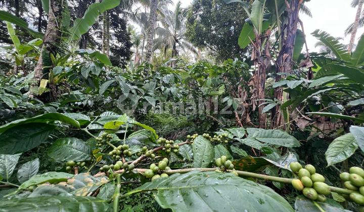 Sell Productive Cheap Land Price 25 Million/ Are Area 94 Are Sell Productive Cheap Land Price 25 Million/ Are Area 94 Are